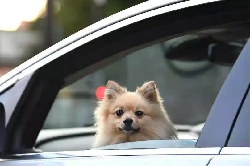 Hunde können im Auto leicht überhitzen – auch wenn wir nicht glauben, dass es draußen besonders heiß ist